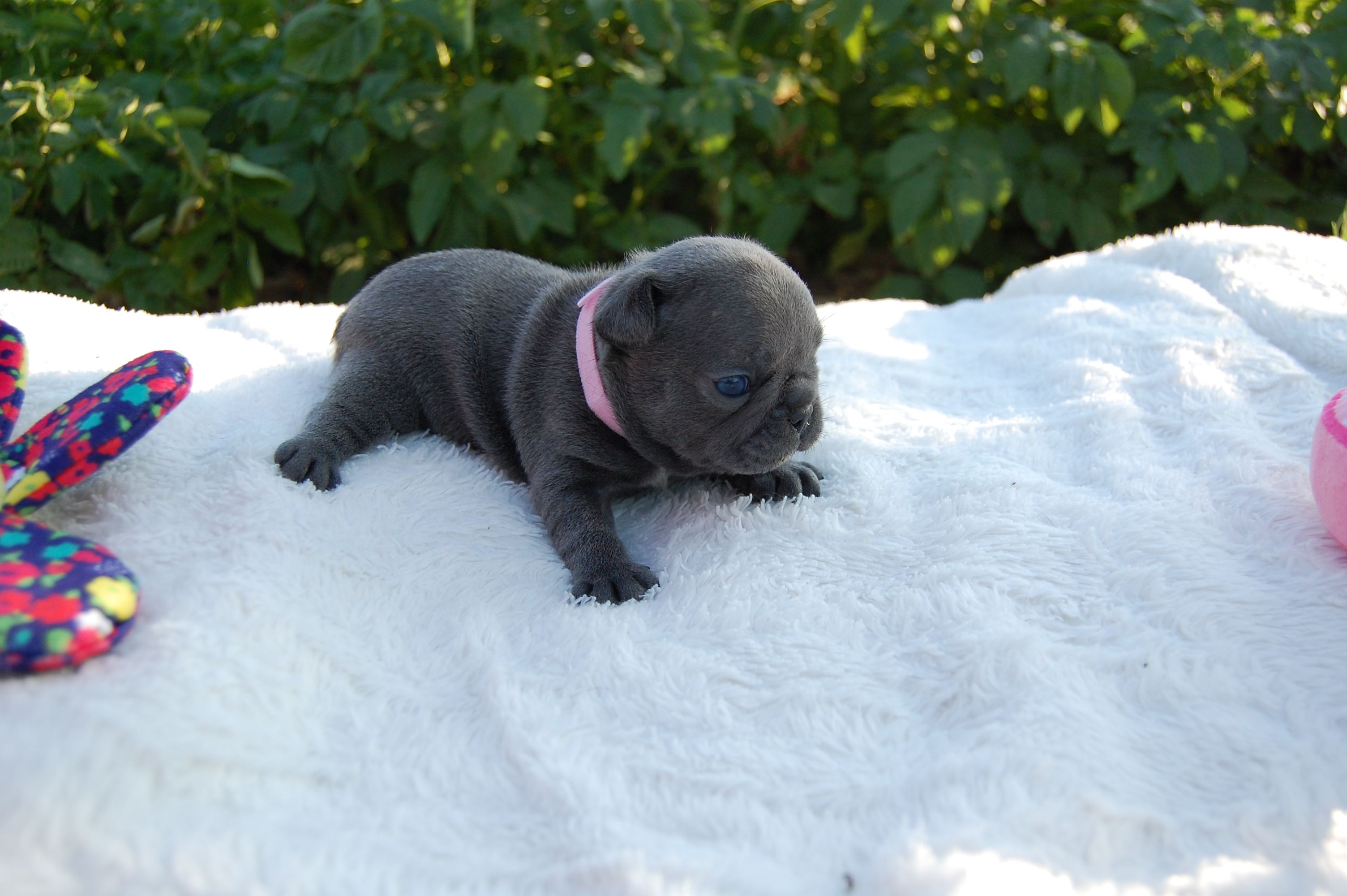 <svg class='pink'></svg> <b>Miss Little Heart</b> <svg class='pink'></svg>